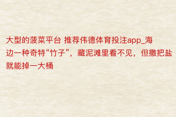 大型的菠菜平台 推荐伟德体育投注app_海边一种奇特“竹子”，藏泥滩里看不见，但撒把盐就能掉一大桶